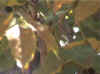 colours.jpg (17448 bytes)